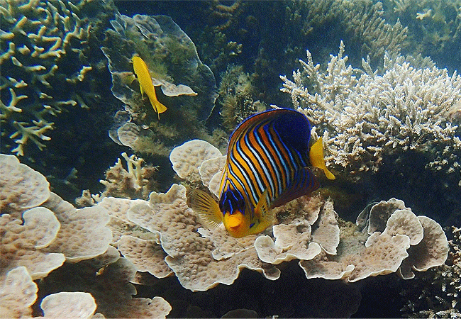 kisite-mpunguti-marine-park-kenya-regal-angelfish Kisite Mpunguti Marine Park & Reserve Kenya