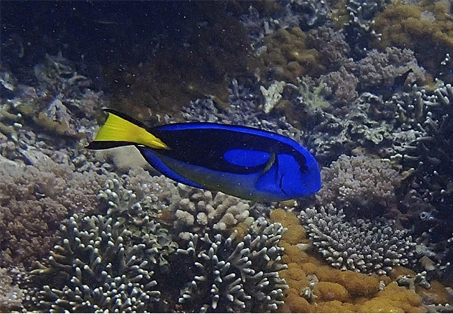 kisite-mpunguti-marine-park-kenya-regal-blue-tang-fish Kisite Mpunguti Marine Park & Reserve Kenya