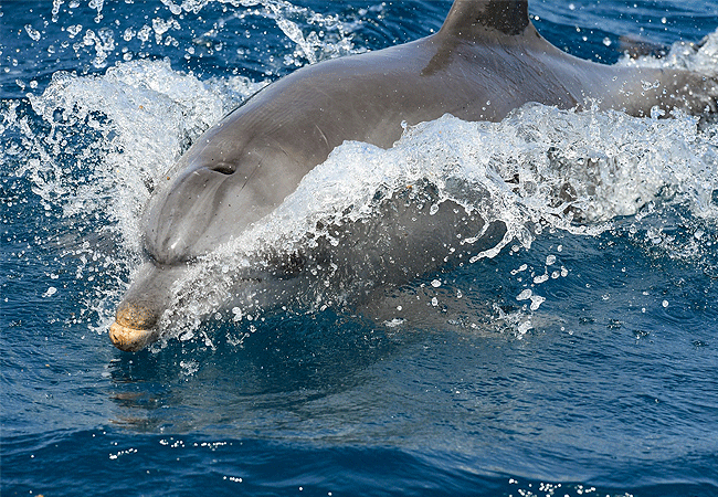 kisite-mpunguti-marine-park-kenya-reserve-bottle-nose-dolphin Kisite Mpunguti Marine Park & Reserve Kenya