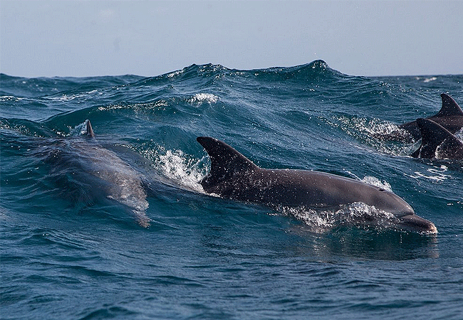 kisite-mpunguti-marine-park-kenya-reserve-bottle-nose-dolphins Kisite Mpunguti Marine Park & Reserve Kenya