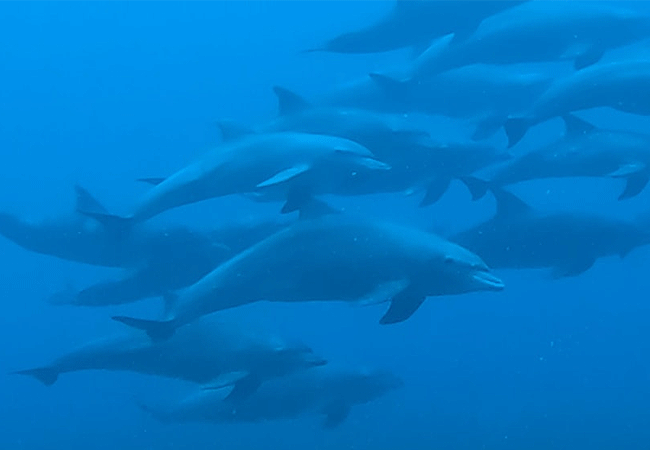 kisite-mpunguti-marine-park-kenya-reserve-common-bottle-nose-dolphins Kisite Mpunguti Marine Park & Reserve Kenya