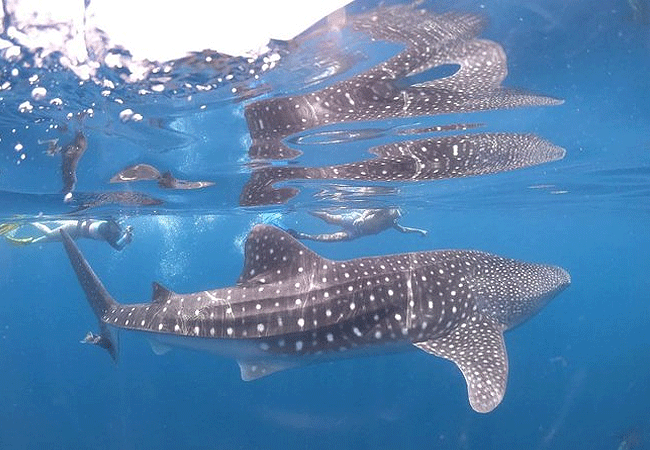 kisite-mpunguti-marine-park-kenya-scuba-diving-whale-shark Kisite Mpunguti Marine Park & Reserve Kenya