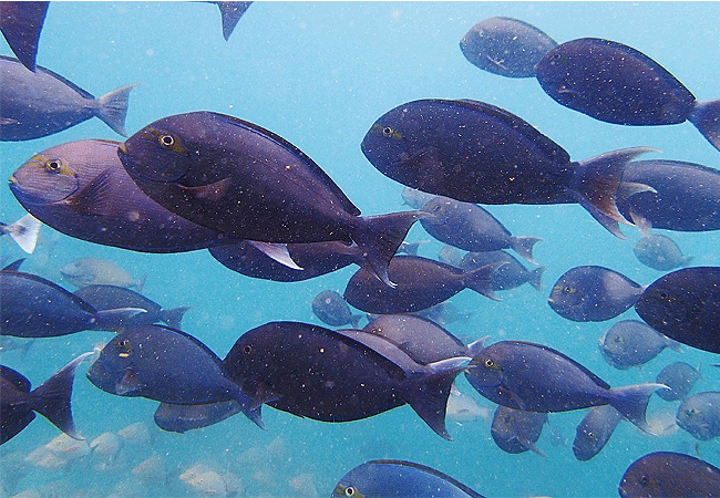 kisite-mpunguti-marine-park-kenya-whitefin-surgeonfish Kisite Mpunguti Marine Park & Reserve Kenya