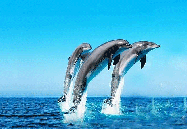 kisite-mpunguti-marine-park-&-reserve-common-bottlenose-dolphins Kisite Mpunguti Marine Park & Reserve Kenya