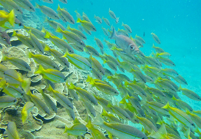 kisite-mpunguti-marine-park-reserve-fusilier-yellow-back-fuseliers-fish Kisite Mpunguti Marine Park & Reserve Kenya