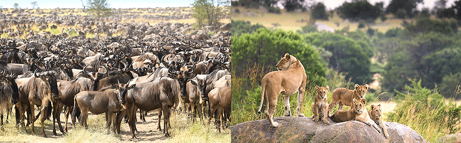 8 Day Tanzania Wildebeest Migration Safari