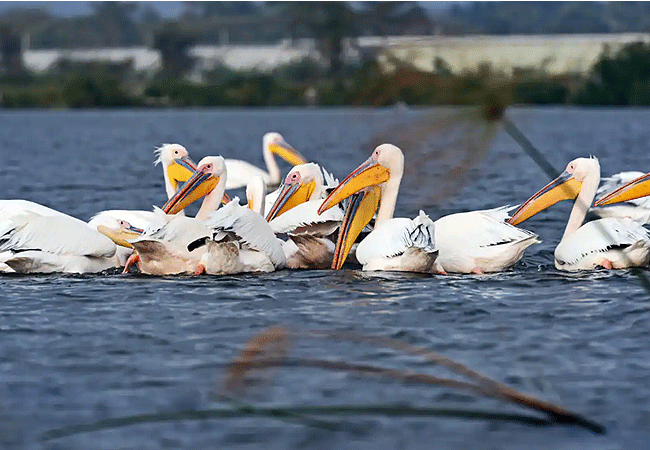 Crescent Island wildlife