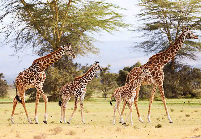 Crescent Island wildlife