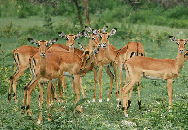 Crescent Island wildlife