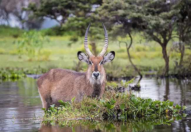 Crescent Island wildlife