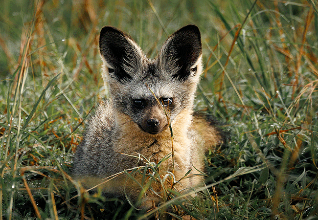 ishara-masai-mara-camp-bat-eared-fox Ishara Masai Mara Camp