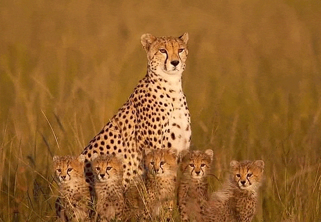 ishara-masai-mara-camp-cheetah-cubs Ishara Masai Mara Camp
