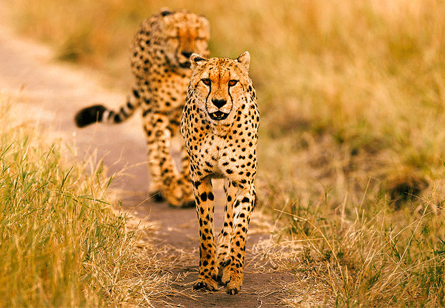 ishara-masai-mara-camp-cheetah Ishara Masai Mara Camp
