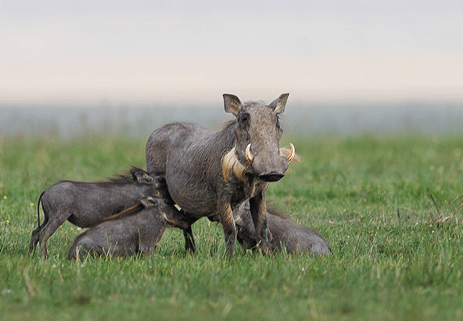 ishara-masai-mara-camp-common-warthog Ishara Masai Mara Camp