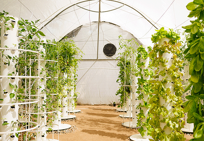 ishara-masai-mara-camp-has-36-aeroponic-towers-each-with-44-pods-that-support-1,584-plants-every-month Ishara Masai Mara Camp