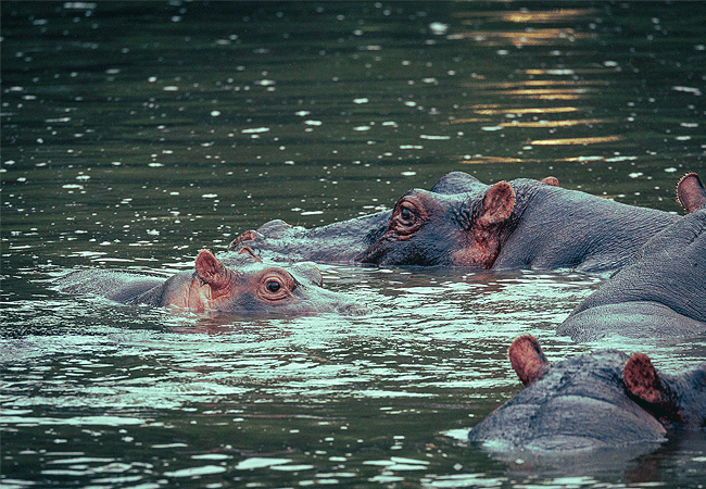 ishara-masai-mara-camp-hippopotamus Ishara Masai Mara Camp