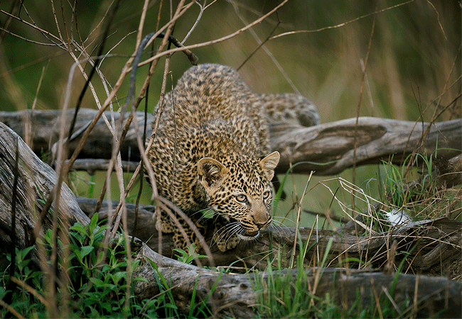ishara-masai-mara-camp-leopard Ishara Masai Mara Camp
