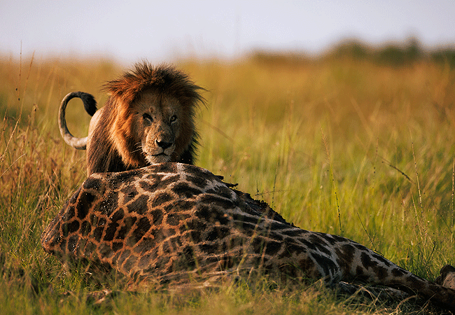 ishara-masai-mara-camp-lion-on-a-giraffe-kill Ishara Masai Mara Camp