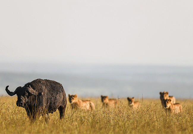 ishara-masai-mara-camp-lion-pride-works-together-to-hunt-buffalo Ishara Masai Mara Camp