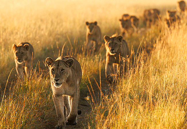 ishara-masai-mara-camp-lions-in-a-pride Ishara Masai Mara Camp