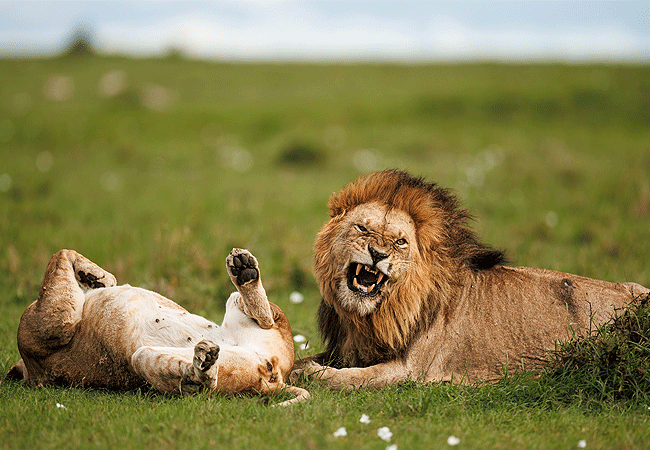 ishara-masai-mara-camp-lions-mating Ishara Masai Mara Camp