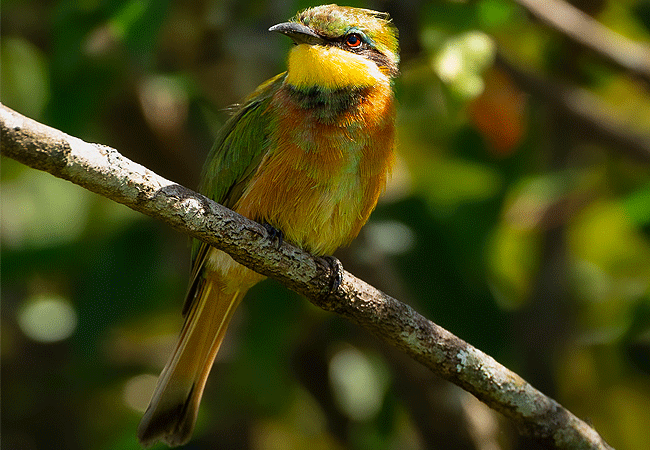 ishara-masai-mara-camp-little-bee-eater Ishara Masai Mara Camp