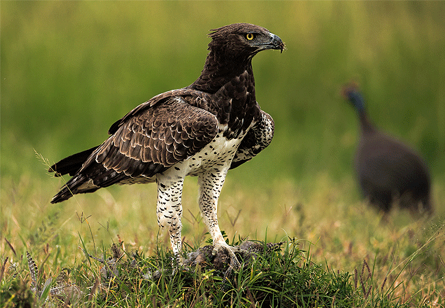 ishara-masai-mara-camp-martial-eagle-bird Ishara Masai Mara Camp