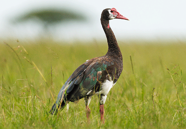 ishara-masai-mara-camp-safari-spur-winged-goose Ishara Masai Mara Camp
