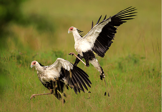 ishara-masai-mara-camp-secretary-birds Ishara Masai Mara Camp