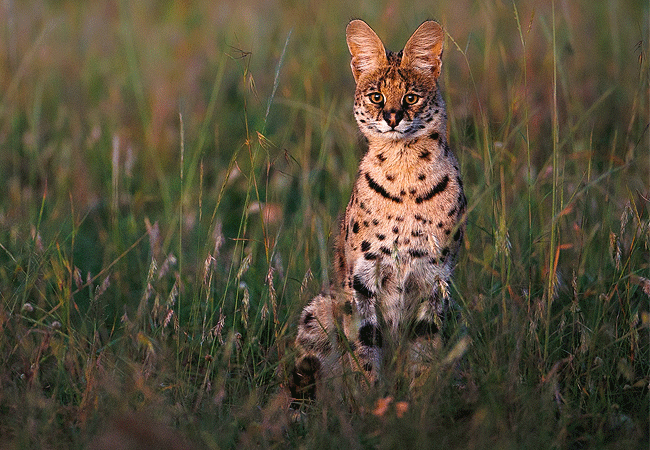 ishara-masai-mara-camp-serval-cat Ishara Masai Mara Camp