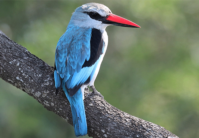 ishara-masai-mara-camp-woodland-kingfisher Ishara Masai Mara Camp