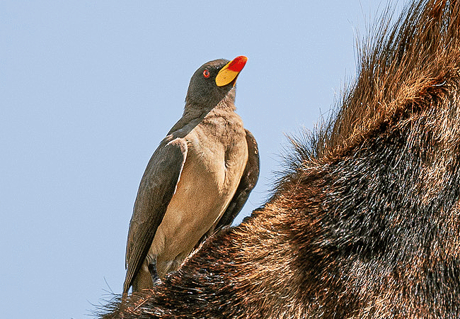 ishara-masai-mara-camp-yellow-billed-oxpecker Ishara Masai Mara Camp