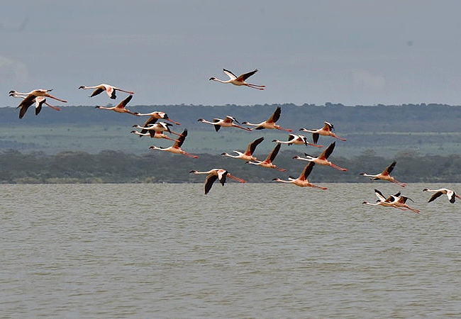 lake-elementaita-wildlife-sanctuary-flamingoes-in-flight Lake Elementaita Wildlife Sanctuary