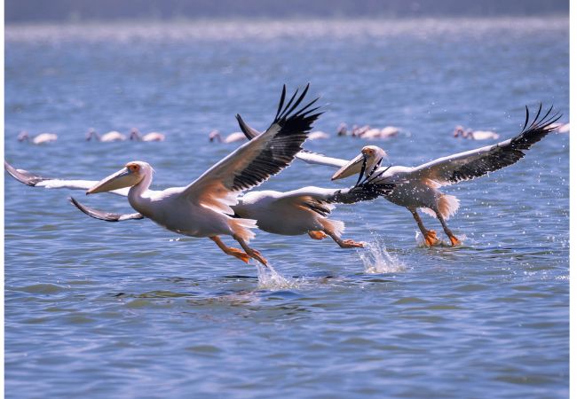 lake-elementaita-wildlife-sanctuary-pelicans Lake Elementaita Wildlife Sanctuary