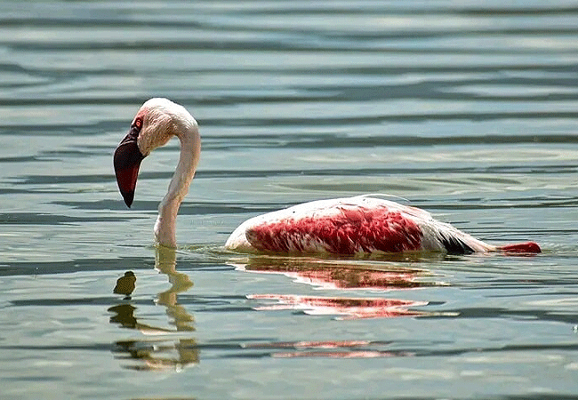lake-elementaita-wildlife-santuary-birds Lake Elementaita Wildlife Sanctuary