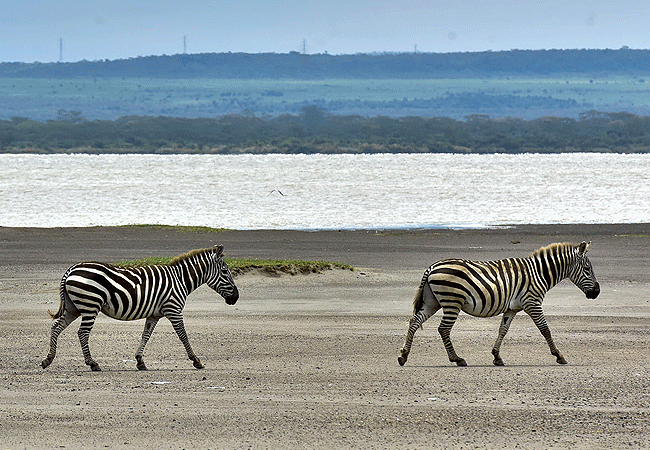 lake-elementaita-wildlife-santuary-common-zebras Lake Elementaita Wildlife Sanctuary