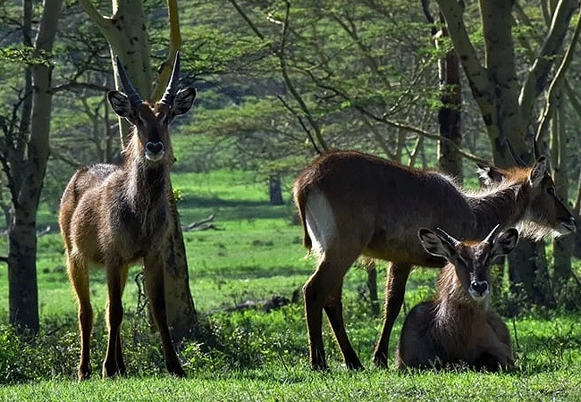 lake-elementaita-wildlife-santuary-defassa-waterbuck Lake Elementaita Wildlife Sanctuary