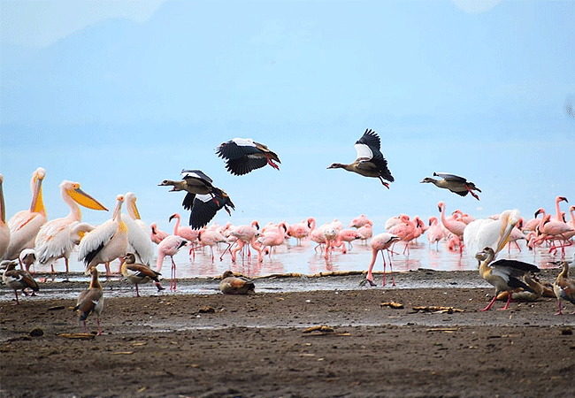 lake-elementaita-wildlife-santuary-flamingoes-egyptian-geese Lake Elementaita Wildlife Sanctuary