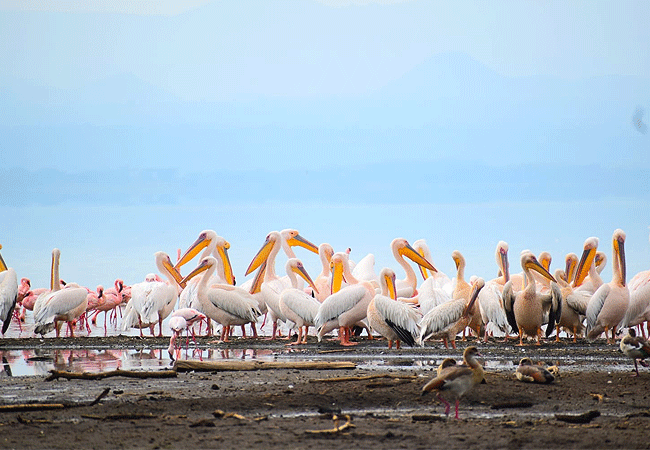 lake-elementaita-wildlife-santuary-great-white-pelicans Lake Elementaita Wildlife Sanctuary