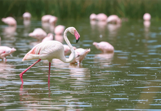 lake-elementaita-wildlife-santuary-greater-flamingo Lake Elementaita Wildlife Sanctuary