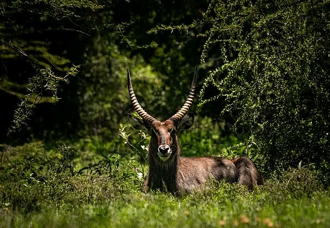 lake-elementaita-wildlife-santuary-male-water-buck Lake Elementaita Wildlife Sanctuary