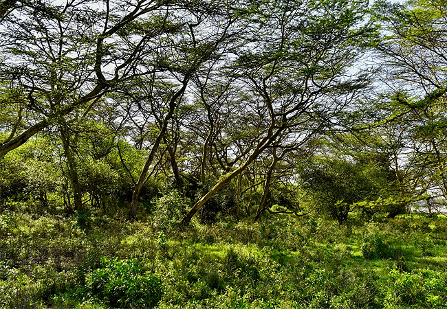 lake-elementaita-wildlife-santuary-park Lake Elementaita Wildlife Sanctuary