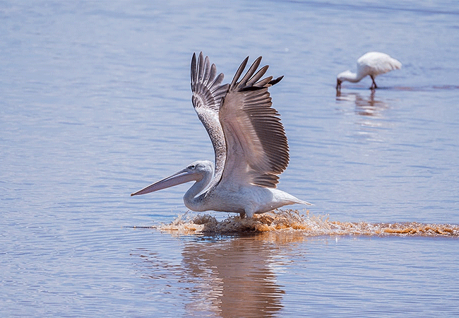 lake-elementaita-wildlife-santuary-pelican-bird Lake Elementaita Wildlife Sanctuary