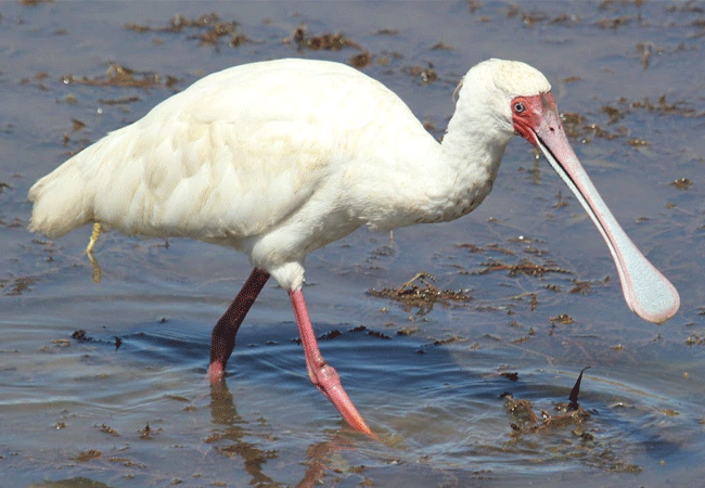 lake-elementaita-wildlife-santuary-spoonbill-bird Lake Elementaita Wildlife Sanctuary
