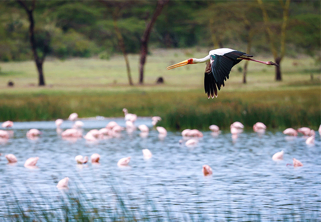 lake-elementaita-wildlife-santuary-stork-in-flight Lake Elementaita Wildlife Sanctuary