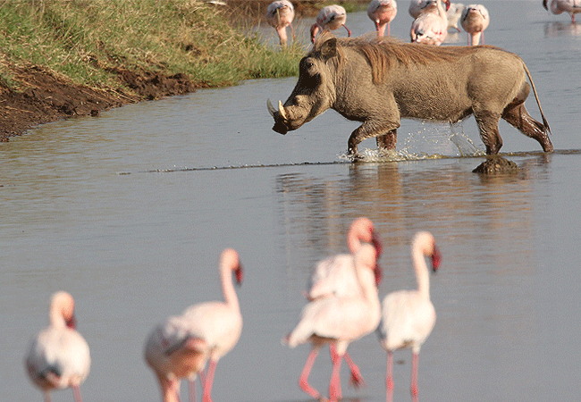lake-elementaita-wildlife-santuary-wathog Lake Elementaita Wildlife Sanctuary