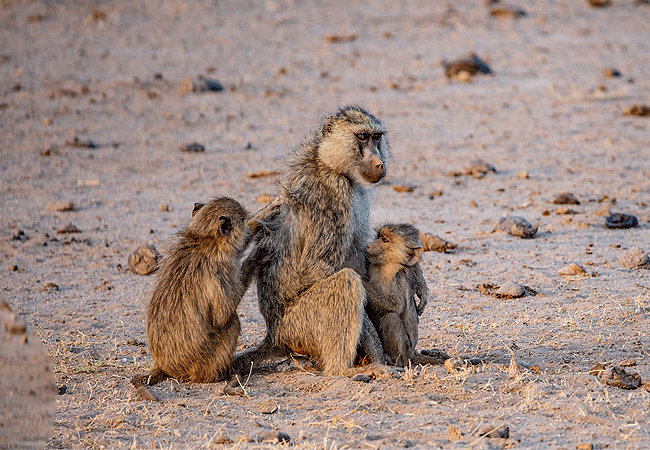 lake-elementaita-wildlife-santuary-yellow-baboon Lake Elementaita Wildlife Sanctuary