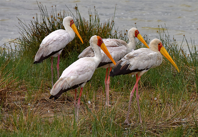 lake-elementeita-yellow-billed-stork Lake Elementaita Wildlife Sanctuary