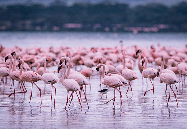 lake-elemteita-wildlife-sanctuary-flamingoes Lake Elementaita Wildlife Sanctuary