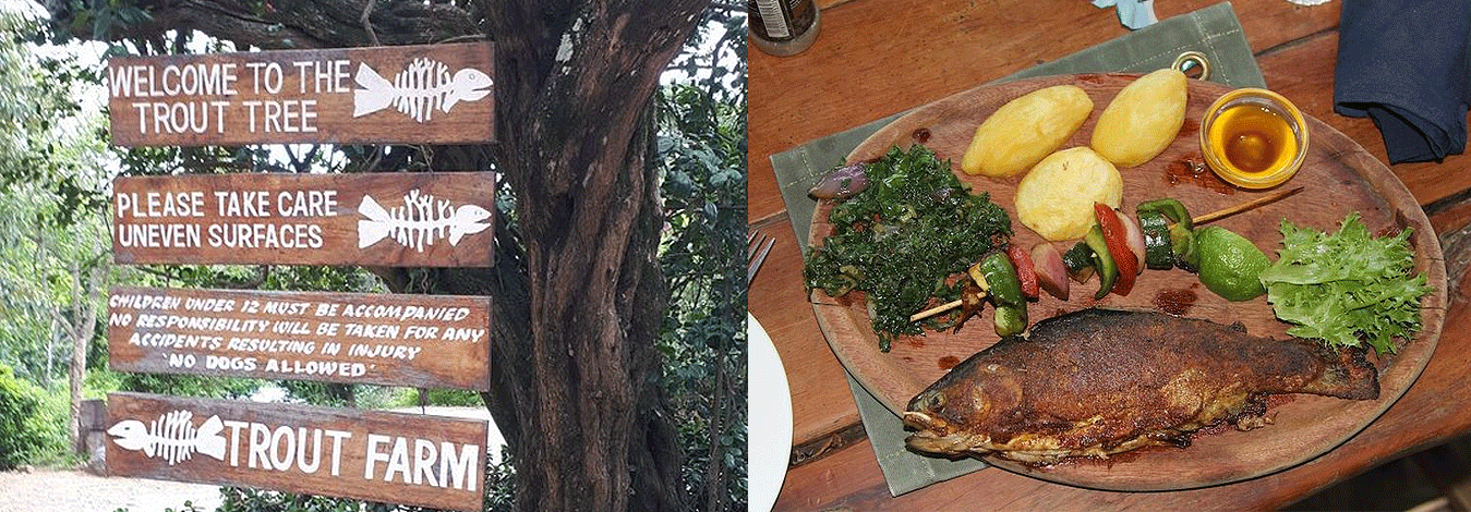 Trout Tree Restaurant Mount Kenya Nanyuki